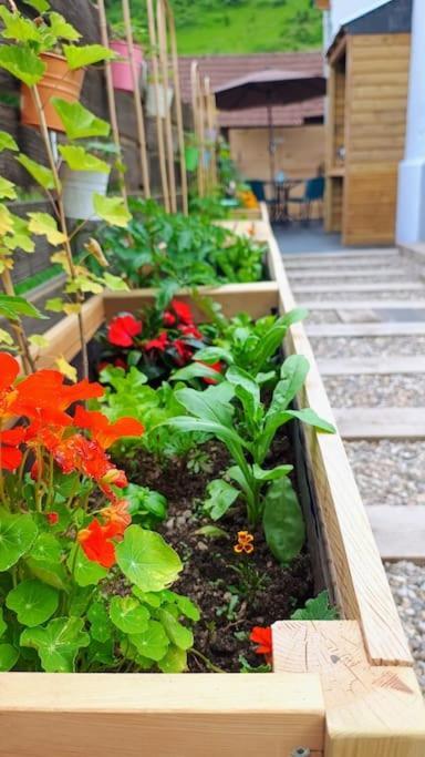Le Physalis Gite Tout Confort Orbey Exterior foto